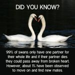 99% Of Swans Only Have One Partner For Their Whole Life